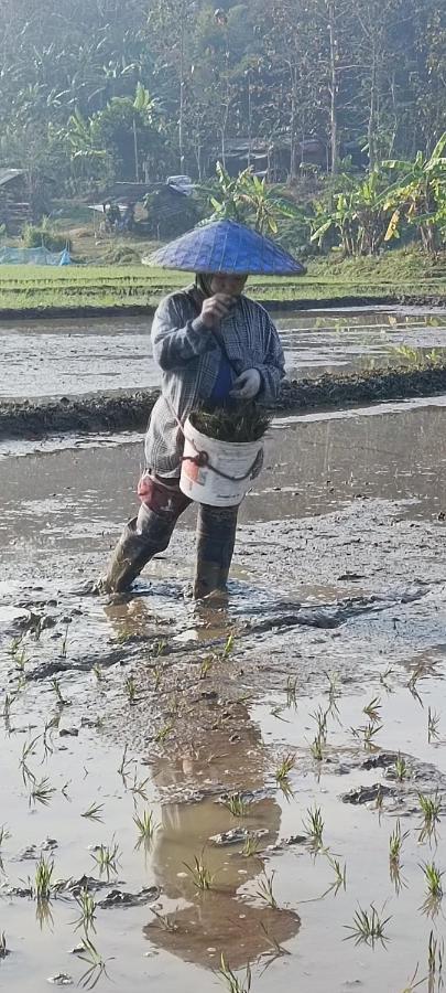 Kaewma Farmstay Khuang Kom Esterno foto