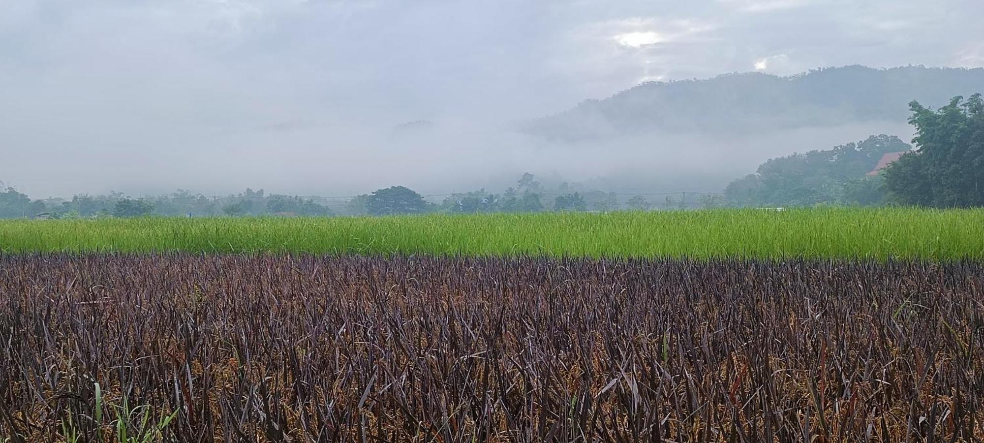 Kaewma Farmstay Khuang Kom Camera foto